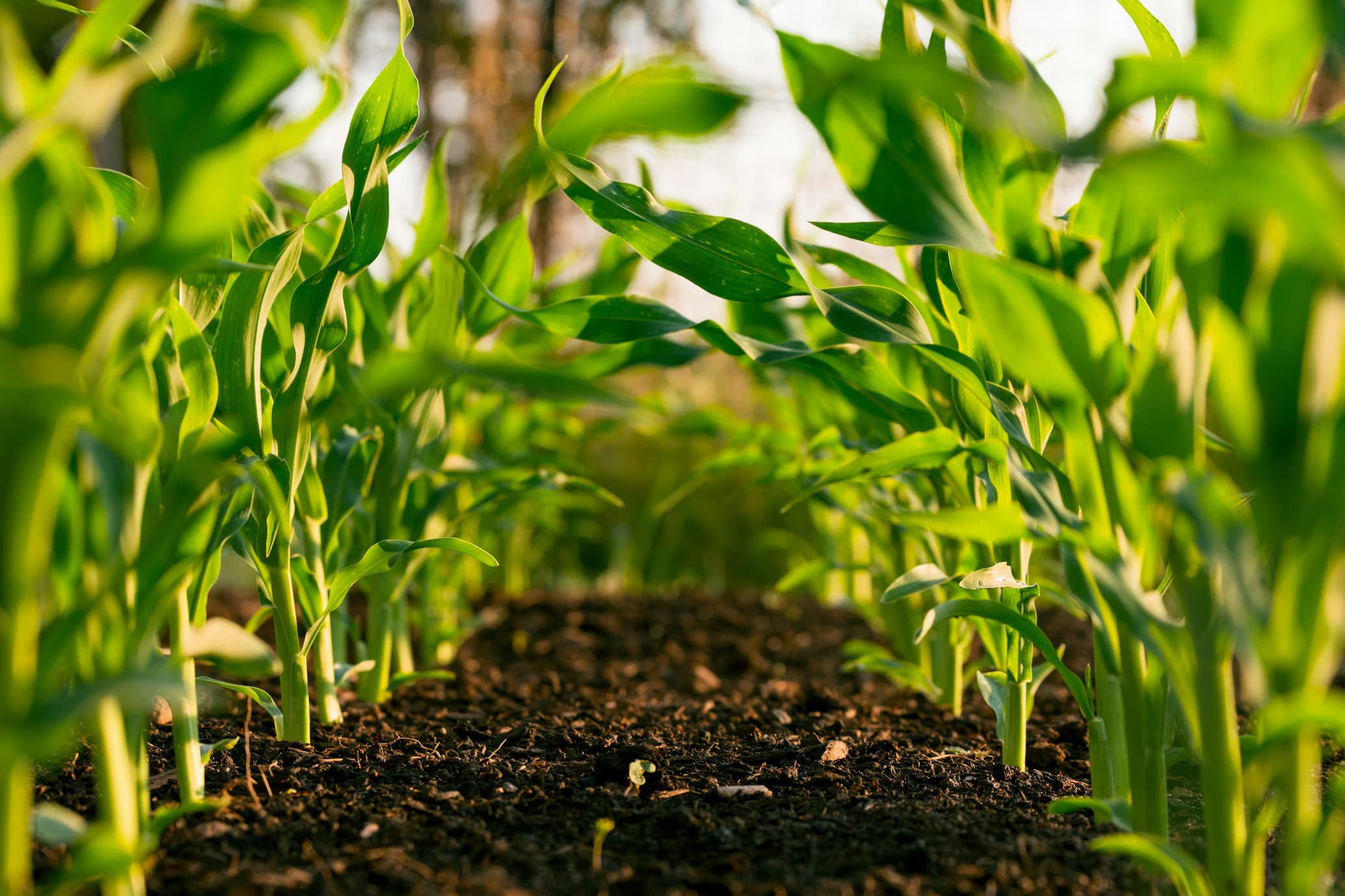 Kenyan agricultural landscape